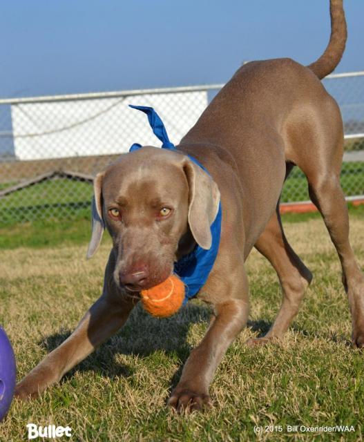 Bullet Orange Ball